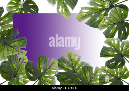 Kreative Gestaltung aus bunten tropischen Blättern auf weißem Hintergrund. Minimale Sommer exotische Konzept mit kopieren. Grenze Anordnung. Stockfoto