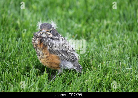 Robin Junge im Gras Stockfoto