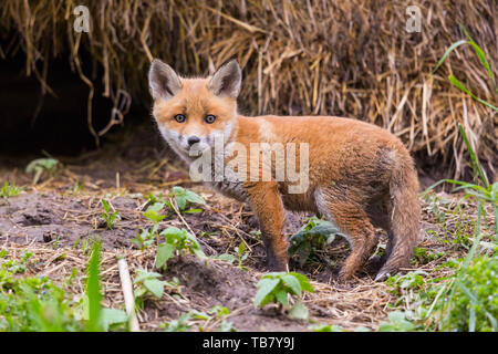 Natürliche close-up Cute Baby Red Fox Cub (vulpes) Stockfoto