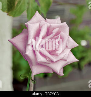 Blühender Garten Rosa Rose Stockfoto