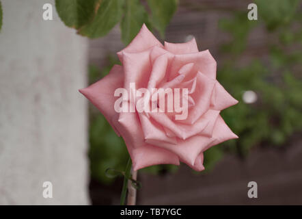 Blühender Garten Rosa Rose Stockfoto