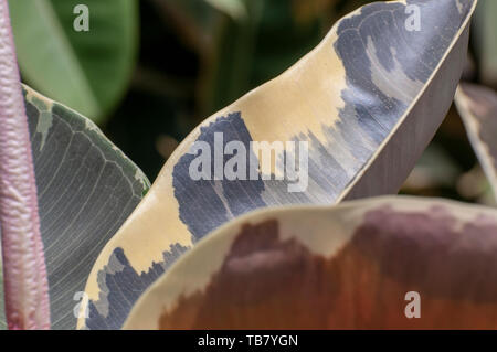 Mehrfarbige Ficus Blatt der Ficus elastischem (Gummibaum) var Sylvie anlage Nahaufnahme Stockfoto