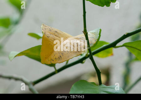 Chlorose von Lemon Tree verlässt. Blätter von der Orange (Citrus sinensis), pale gedreht haben grüne durch Chlorose. Dies ist ein Zustand, bei dem Stockfoto