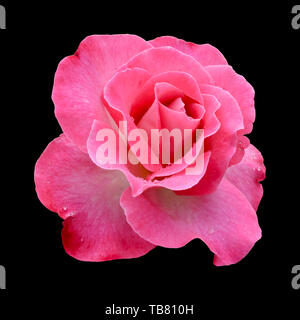 Nahaufnahme von rosa Rose auf schwarzem Hintergrund Stockfoto