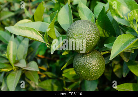 Rohe grüne Orangen auf einem Zweig Stockfoto