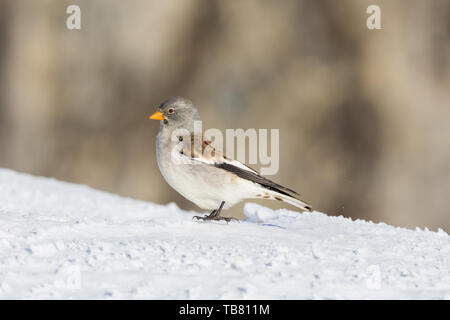 Natürliche snowfinch Vogel (montifringilla nivalis) im Schnee in der Sonne Stockfoto