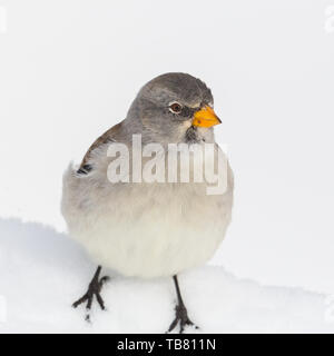 Close-up isoliert snowfinch Vogel (montifringilla nivalis) im Schnee. Stockfoto