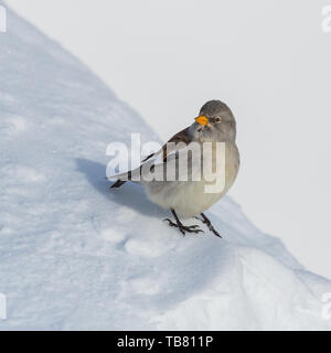 Isolierte natürliche snowfinch Vogel (montifringilla nivalis) im Schnee. Stockfoto