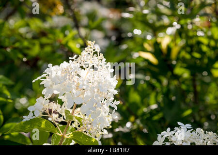 Blühende white Hydrangea arborescens Annabelle, allgemein bekannt als glatte Hortensie, wilde Hortensie, oder sevenbark. Dekorative Strauch mit weißen Blumen auf Stockfoto