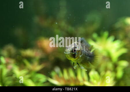 Junge gelbe Zwerg cichlid in einem bepflanzten Aquarium Stockfoto