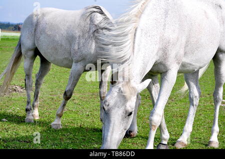 Zwei weiße Pferde in einem Riemen Stockfoto