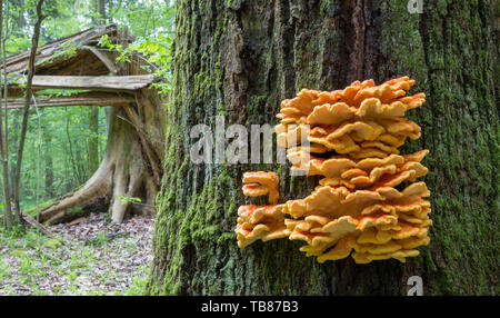 Alte riesen Schwefel Regal Pilze closeup mit Fuzzy gebrochene Baum im Hintergrund, Bialowieza, Polen, Europa Stockfoto