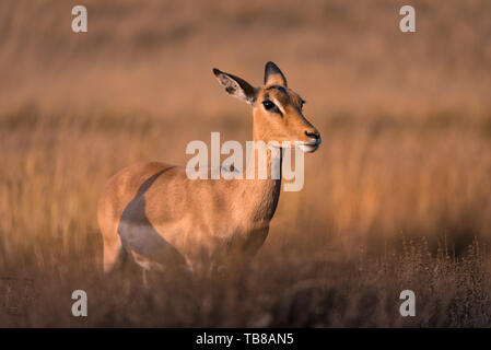 Eine einsame weibliche Impalas (Aepyceros melampus) in die Ferne im Goldenen Stunde suchen, Südafrika Stockfoto