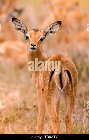 Ein junges Rehkitz Impala (Aepyceros melampus) steht mit seinem Kopf wandte sich in Richtung auf die Kamera im Krüger National Park, Südafrika Stockfoto