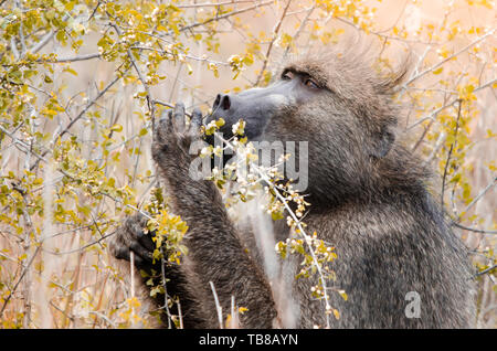 Eine große männliche Kap Paviane (papio Ursinus) essen Blätter von einem Zweig in den Krüger National Park, Südafrika. Baboon, Essen, Sträucher, Kruger, Spiel res Stockfoto