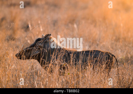 Ein warzenschwein (phacochoerus Africanus) stehen in der langen Gras, mit Hintergrundbeleuchtung in den Farben orange bei Sonnenuntergang. Krüger Nationalpark, Südafrika. Stockfoto