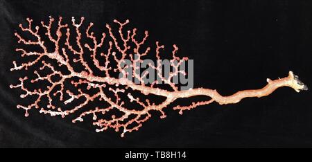 An Bord Kexue. 30 Mai, 2019. Foto am 30. Mai 2019 zeigt die Koralle durch Entdeckung, ein Remote Operated Vehicle (ROV) an Bord des China Forschungsschiff KEXUE (Wissenschaft), im westlichen Pazifischen Ozean in den letzten Tauchgang gesammelt. KEXUE ist die Durchführung einer 20-tägigen lange Untersuchung über eine Reihe von Seamounts im Süden der Marianengraben im westlichen Pazifischen Ozean. Credit: Zhang Xudong/Xinhua/Alamy leben Nachrichten Stockfoto