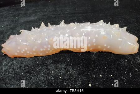 An Bord Kexue. 30 Mai, 2019. Foto am 30. Mai 2019 zeigt die Seegurke von Discovery, eine Remote Operated Vehicle (ROV) an Bord des China Forschungsschiff KEXUE (Wissenschaft), im westlichen Pazifischen Ozean in den letzten Tauchgang gesammelt. KEXUE ist die Durchführung einer 20-tägigen lange Untersuchung über eine Reihe von Seamounts im Süden der Marianengraben im westlichen Pazifischen Ozean. Credit: Zhang Xudong/Xinhua/Alamy leben Nachrichten Stockfoto