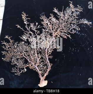 An Bord Kexue. 30 Mai, 2019. Foto am 30. Mai 2019 zeigt die Koralle durch Entdeckung, ein Remote Operated Vehicle (ROV) an Bord des China Forschungsschiff KEXUE (Wissenschaft), im westlichen Pazifischen Ozean in den letzten Tauchgang gesammelt. KEXUE ist die Durchführung einer 20-tägigen lange Untersuchung über eine Reihe von Seamounts im Süden der Marianengraben im westlichen Pazifischen Ozean. Credit: Zhang Xudong/Xinhua/Alamy leben Nachrichten Stockfoto