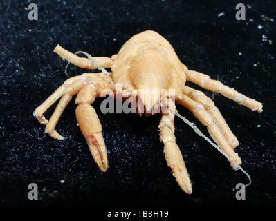 An Bord Kexue. 30 Mai, 2019. Foto am 30. Mai 2019 zeigt die squat Lobster von Discovery, eine Remote Operated Vehicle (ROV) an Bord des China Forschungsschiff KEXUE (Wissenschaft), im westlichen Pazifischen Ozean in den letzten Tauchgang gesammelt. KEXUE ist die Durchführung einer 20-tägigen lange Untersuchung über eine Reihe von Seamounts im Süden der Marianengraben im westlichen Pazifischen Ozean. Credit: Zhang Xudong/Xinhua/Alamy leben Nachrichten Stockfoto
