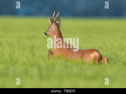 Reitwein, Deutschland. 31. Mai, 2019. Ein Reh springt in den frühen Morgenstunden durch ein Feld Struktur im Oderbruch. Foto: Patrick Pleul/dpa-Zentralbild/ZB/dpa/Alamy leben Nachrichten Stockfoto