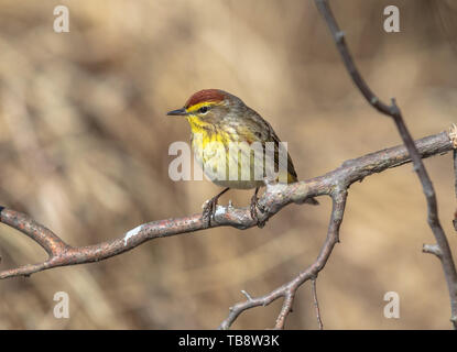Palm warbler thront auf einem Zweig für Insekten in Nordwisconsin. Stockfoto