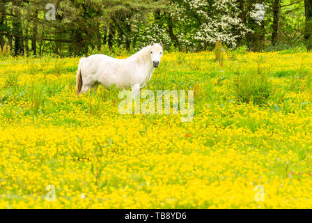 Weißes Pferd Equus caballus stehend in einem Feld von ranunkeln Ranunculus acris. Stockfoto