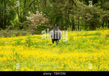 Dunkle braune Pferd Equus caballus stehend in einem Feld von ranunkeln Ranunculus acris. Stockfoto