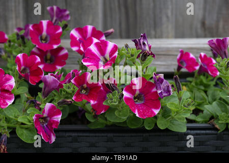 Rosa und Violett Petunie Petunioideae blumen Makro Nahaufnahme als Hintergrund. Stockfoto