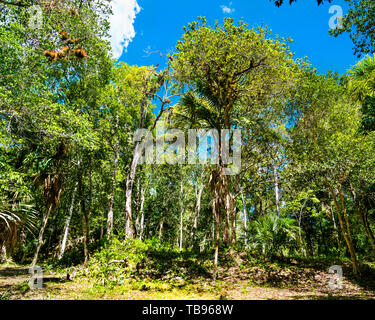 Regenwald im Nationalpark Tikal in Guatemala. Stockfoto