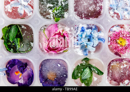 Fach mit gefrorenen Blüten in Eiswürfel auf grauem Hintergrund, Ansicht von oben, bis Bild schließen Stockfoto