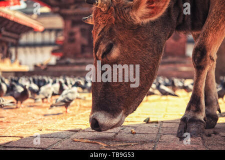 Der große Gott Kuh in Duba Square in Kathmandu, Nepal, wanderte in die Herde von Tauben, und seine Eyeliner war so tief gemalt. Stockfoto