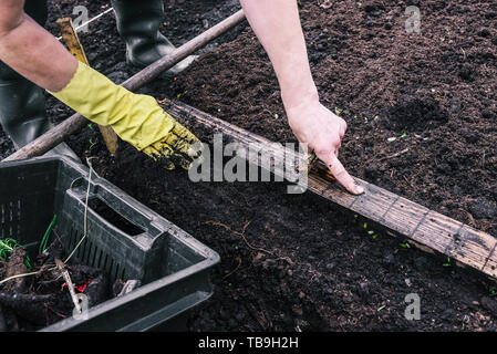 Eine Frau, die Pflanzen eine Pflanze in den Boden. Grüne Sprossen in den Boden. Pflanzen Pflanzen im Gewächshaus. Die Hand des Gärtners in einem gelben Handschuh. Garten Stockfoto