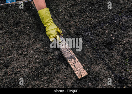 Die Hand einer Frau in einem Handschuh misst die Entfernung für die Anpflanzung von jungen Pflanzen in den Boden. In den Händen der Gärtner Holz- Lineal. Fruchtbares Land. Stockfoto