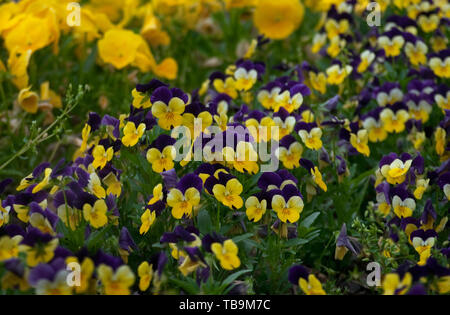 Bratschen und Stiefmütterchen blühen vor Mississippi Universität für Frauen in der Innenstadt von Columbus, Mississippi, 19. April 2010. Stockfoto