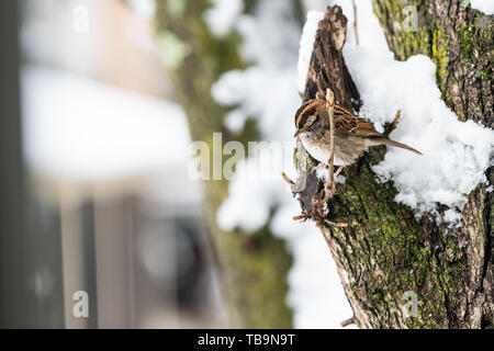 Eine white-throated Spatz Vogel closeup thront auf Ast in Virginia Winter mit Schnee und gelbe Farbe auf Krone Stockfoto