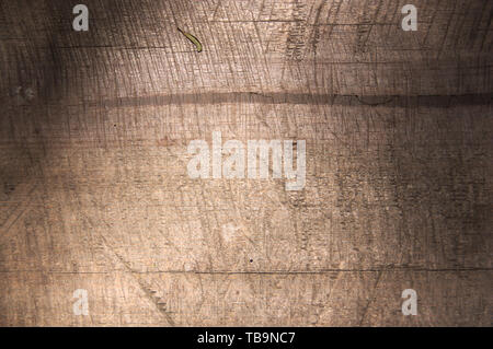 Bild mit einer Textur einer Baumrinde, dass Spuren horizontale Linien auf der Haut Stockfoto