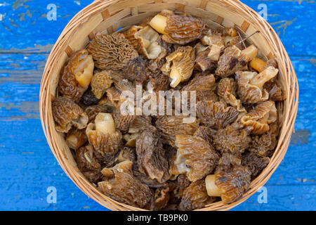 Gesammelte Pilze Morcheln liegen in einem Weidenkorb Stockfoto