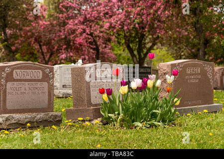 Montreal, CA - 30. Mai 2019: Grundsteine in Montreal Friedhof in den Frühling Stockfoto