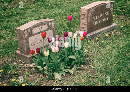 Grabsteine auf einem Friedhof mit vielen Tulpen Stockfoto