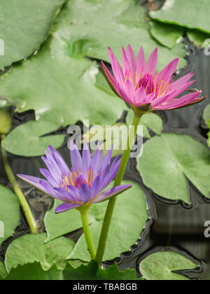 Lila und rosa Seerosen blumen Lotus Stockfoto