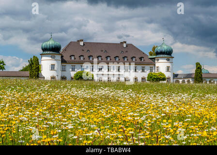 Wildflower meadow im Schlosspark Hoehenried in der Nähe von Bernried am Starnberger See, Bayern, Oberbayern, Deutschland Stockfoto