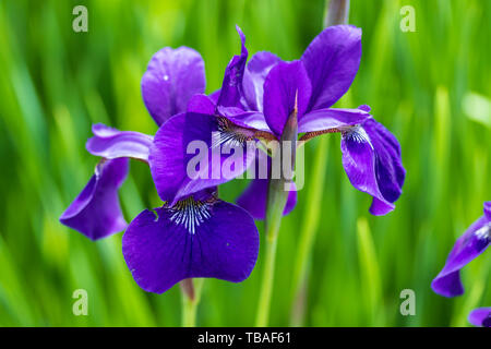Zwei violette Japanische Iris im Garten bei Sonnenaufgang Stockfoto
