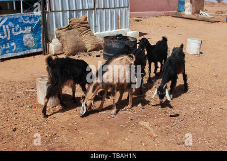 Wilde Ziegen in der Wüste des Sudan Stockfoto