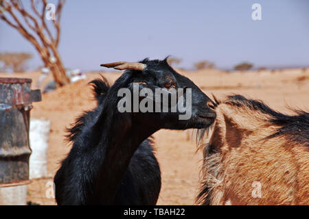 Wilde Ziegen in der Wüste des Sudan Stockfoto