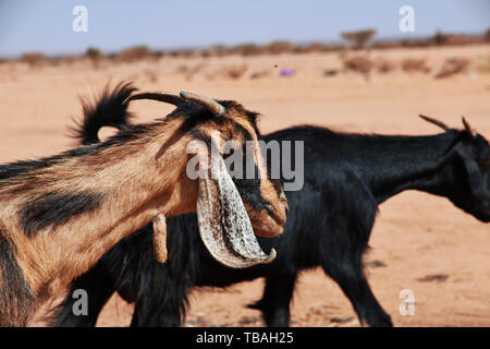 Wilde Ziegen in der Wüste des Sudan Stockfoto