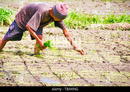 UBUD, BALI, Indonesien - Februar Circa, 2019. Unbekannter Mann kultivieren pflanzen Reis im Feld der Reisproduktion in Indonesien ist ein wichtiger Teil der Stockfoto