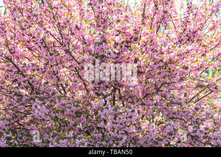 Nahaufnahme der Baum mit vielen flauschigen großen Pink Cherry sakura Blüten und helle grüne Blätter im Frühling in Roanoke, VA Stockfoto
