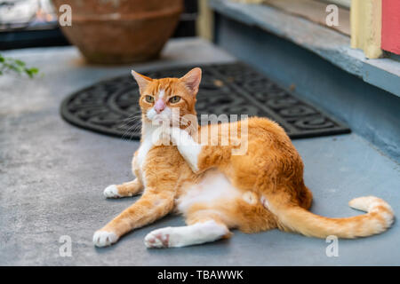 Orange weiss streunende Katze auf Bürgersteig Straße in New Orleans, Louisiana kratzen Hals auf der Veranda des Hauses Stockfoto