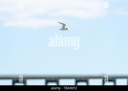 Eine Möwe Fliegen gegen bewölkt blauer Himmel mit Wolken bei Navarra Stadt isoliert, Florida Panhandle, Emerald Küste am Golf von Mexiko über Pensacola Bay Stockfoto